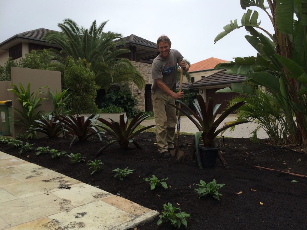 Soft Landscaping Planting Alcantarea's