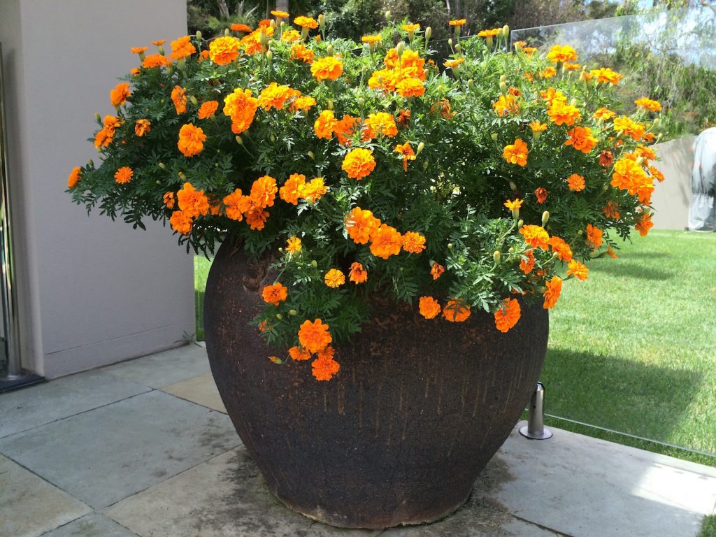 Pots and urns In your garden
