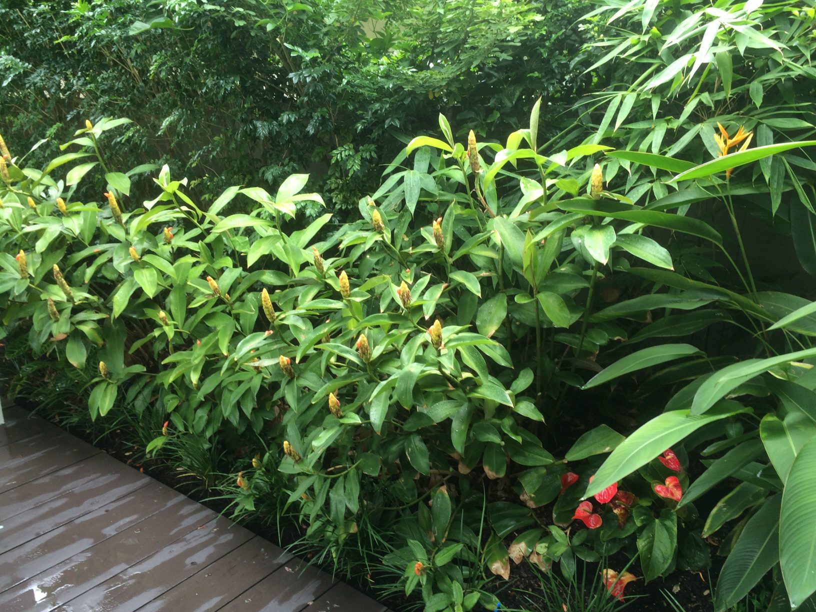 Ornamental Ginger plants in your garden are a great way to provide lush texture and colour