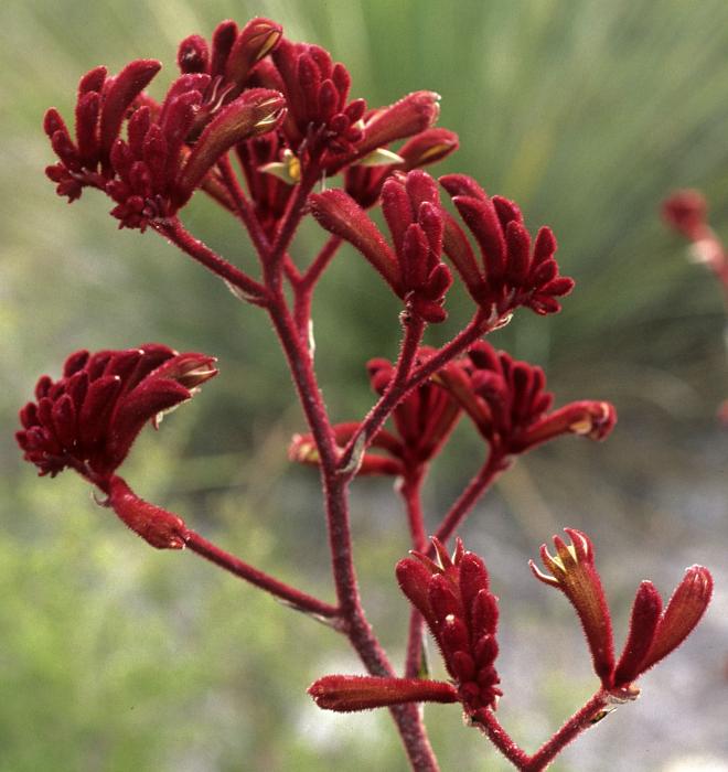 Kangaroo paws