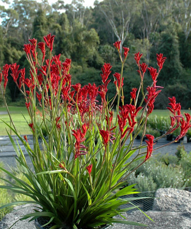 Kangaroo paws